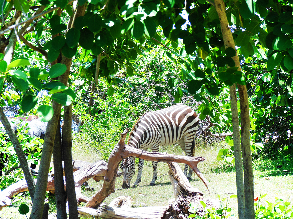 Zebra on Cayo Saetía
