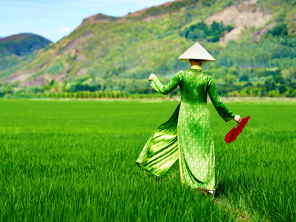 Ricefields of Vietnam