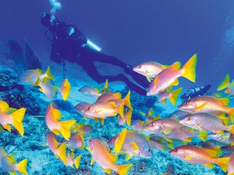 Advanced Open Water course Diving in Cuba - Sprachcaffe Cuba Travel