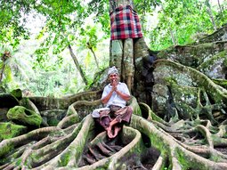 Banyan tree at Goa Gajah - Bali